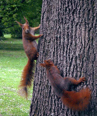 Horny H&ouml;rnchen